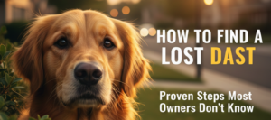 How to Find a Lost Dog Fast Proven Steps Most Owners Don’t Know